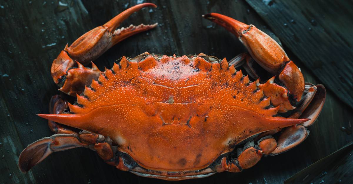 mae-mu-rXDCb-Bmgdg-unsplash-1-5d14f073cd72b